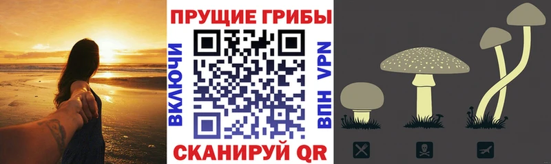 Галлюциногенные грибы Magic Shrooms  купить наркотики сайты  Власиха 